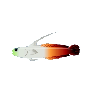 Fire Dartfish